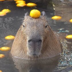 capybara logotipas