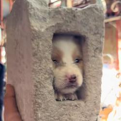 doginblock