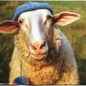 Sheep Wif Hat