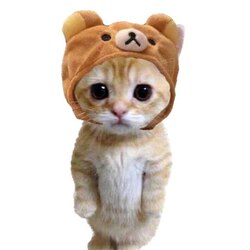 شعار CatwifHat