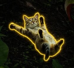 滑る猫