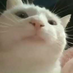 پیش بینی قیمت Vibing Cat