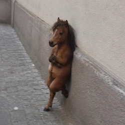 HORSE