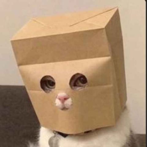 Anonymous Cat