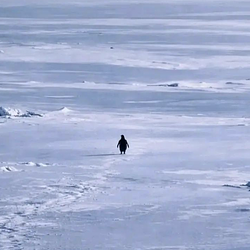 Nietzschean Penguin