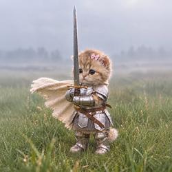 Knight Cat