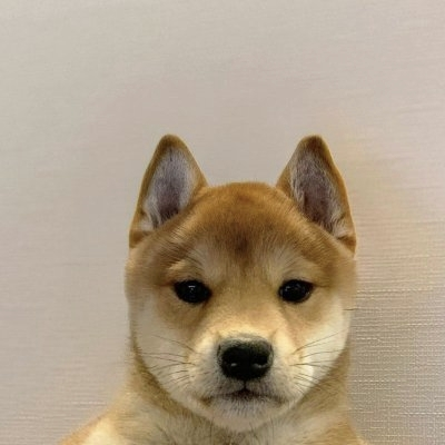 DOGSOL/USDT